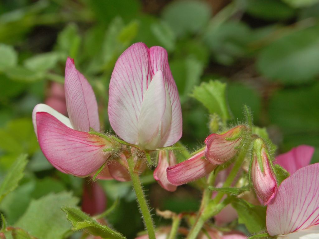 Ononis rotundifolia / Ononis a foglie tonde